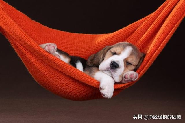 晚上做梦梦见被狗咬，解读梦境背后的深层含义
