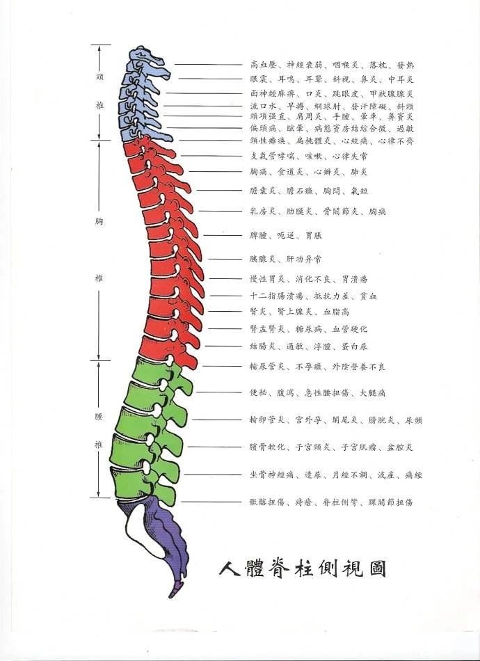 脊柱不好全身遭殃