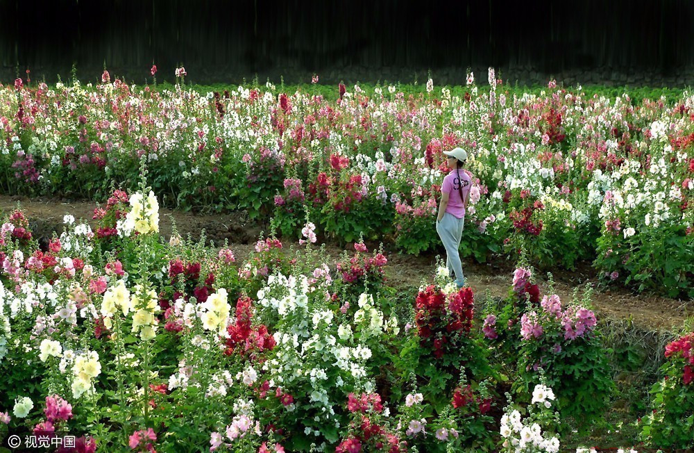 为妻打造1200亩鲜花山谷这对夫妇的爱情感动全中国