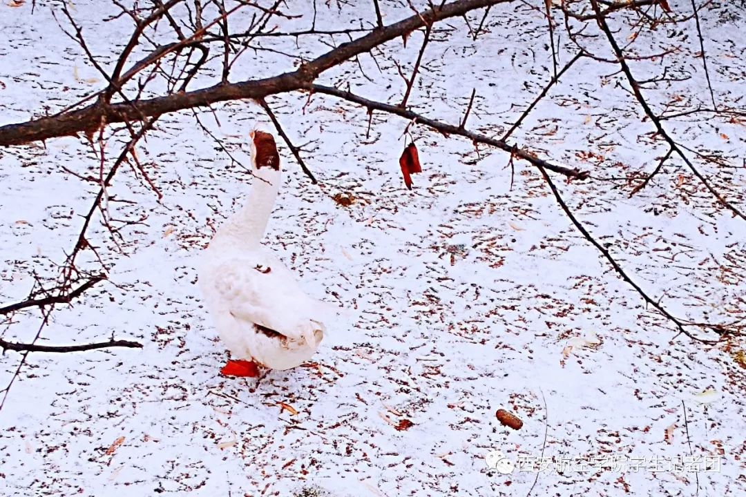 初雪何时仗尔看南雪我与梅花两白头