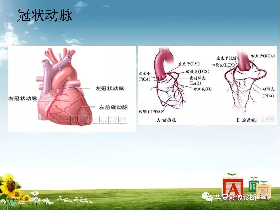 心脏大血管的影像解剖对照