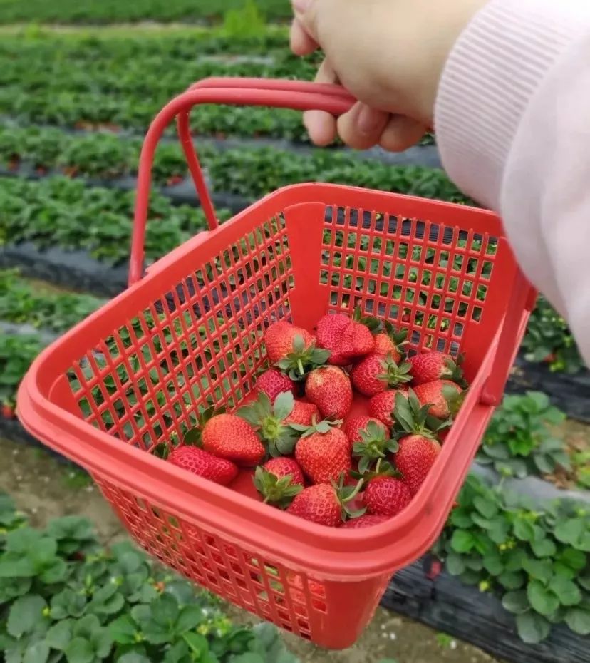 还有很多有机蔬菜和水果这家农场不止可以摘草莓