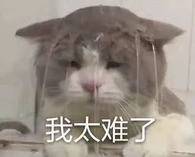 小猫一直叫怎么办