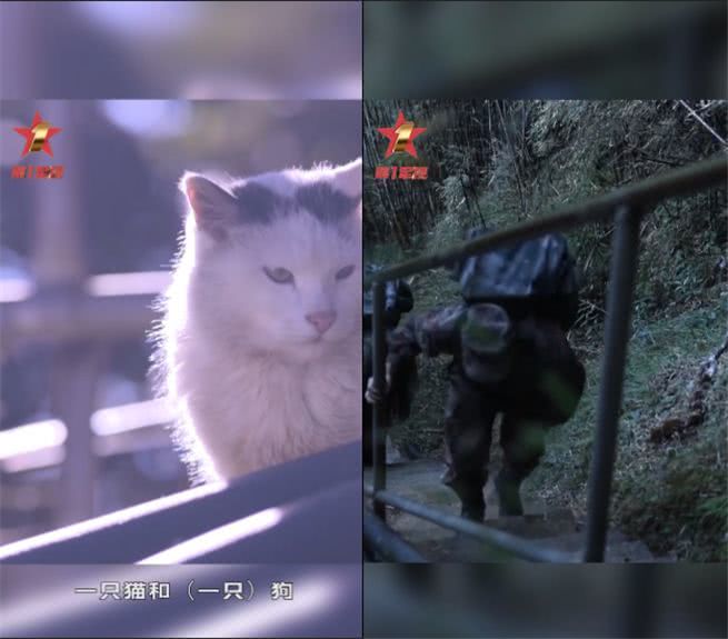 猫跟狗会哭吗 92c8aac2488849b6a9c429dbdb6569e9.jpeg
