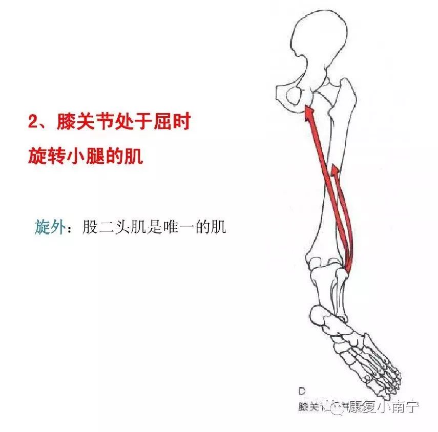 肌拉力线骨骼肌功能解剖学的分析法