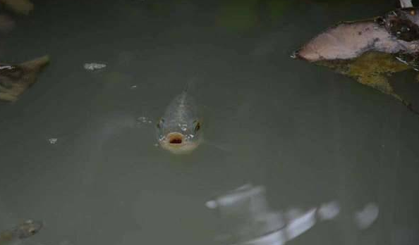 鱼多久可以不呼吸 b0f1a18485d84c59afe2d1402f7d3050.png