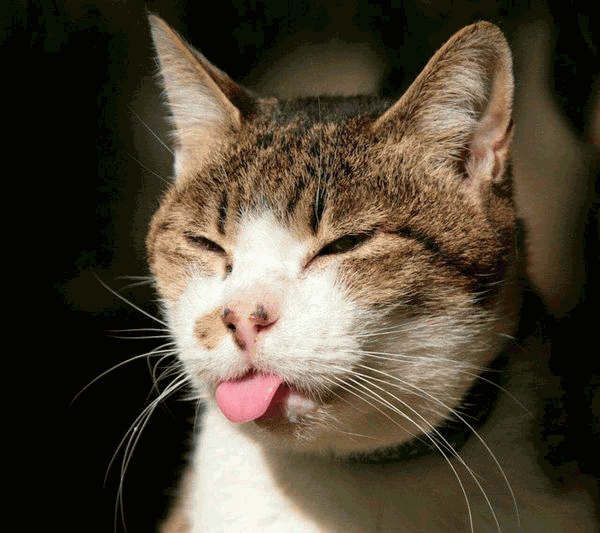 原创 猫咪吐舌头是在卖萌吗?主子戏没那么多,万事皆有