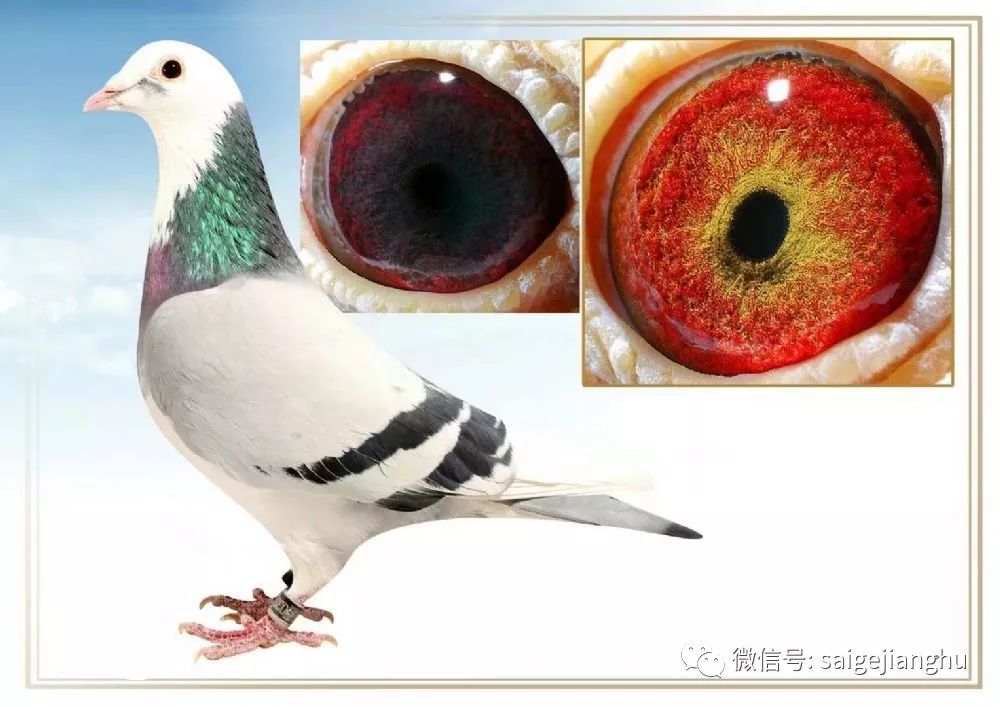 什么叫"锯齿型眼志"