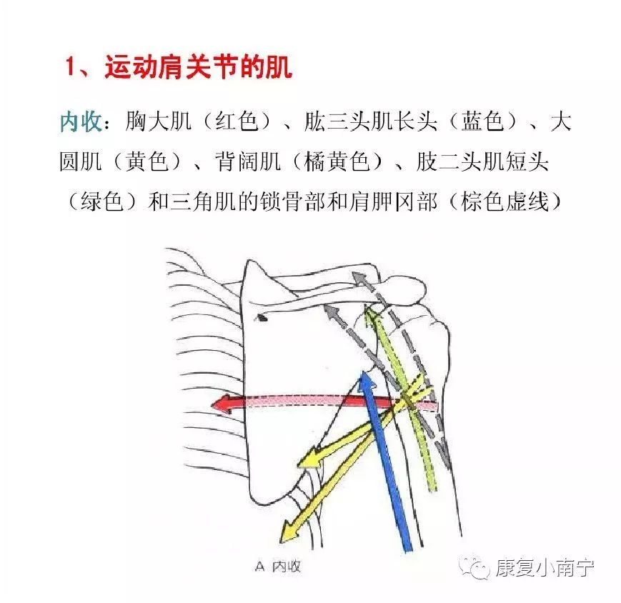 肌拉力线骨骼肌功能解剖学的分析法