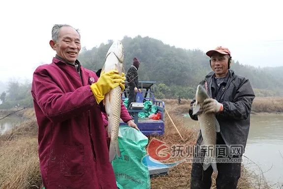 收网喽!抚州这里冬季捕鱼好不热闹!