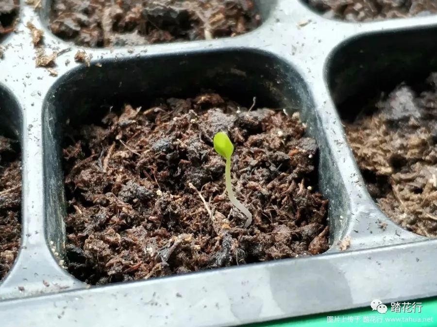 仙客来种子从播种到开花