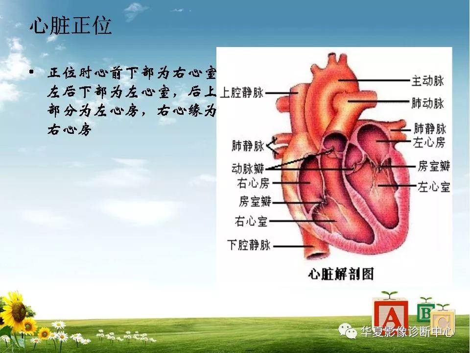 心脏大血管的影像解剖对照