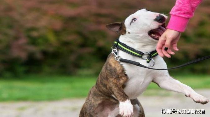 狗为啥总咬小孩 cc80a7b4ae22441bb766cf068a3c9c2b.jpeg