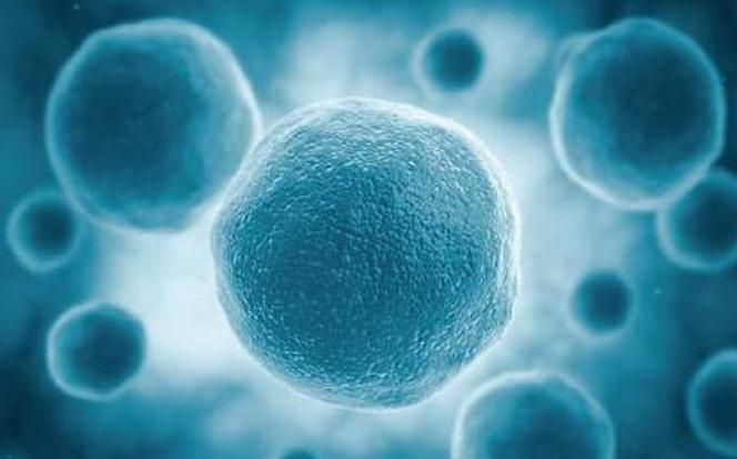 随着干细胞在国际上推广，胚胎干细胞已成为核心