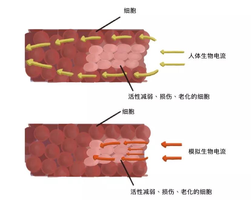 活性减弱的细胞当然能比损伤、老化的细胞获得较多的养分 ，以及保有一