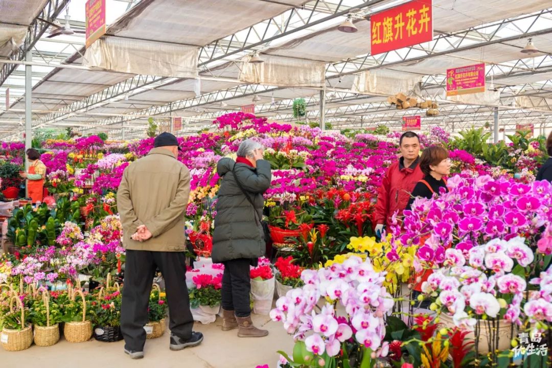 枯桃花卉市场你可真好看