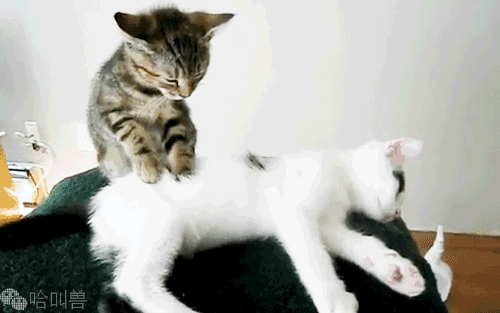 搞笑猫咪表情包:前方高能,一大波沙雕猫正在接近!