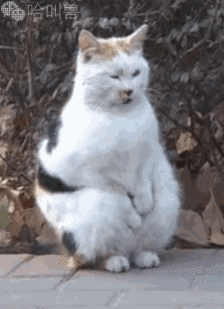 搞笑猫咪表情包:前方高能,一大波沙雕猫正在接近!