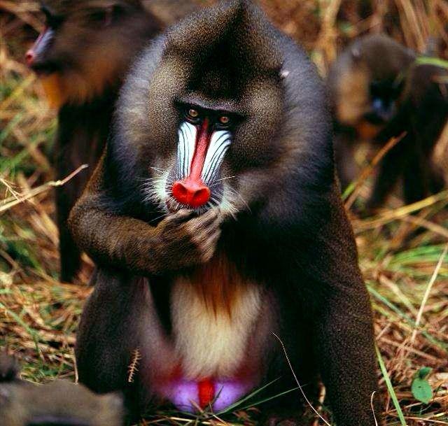 史上最大灵长动物,被叫作远古金刚,老虎也不