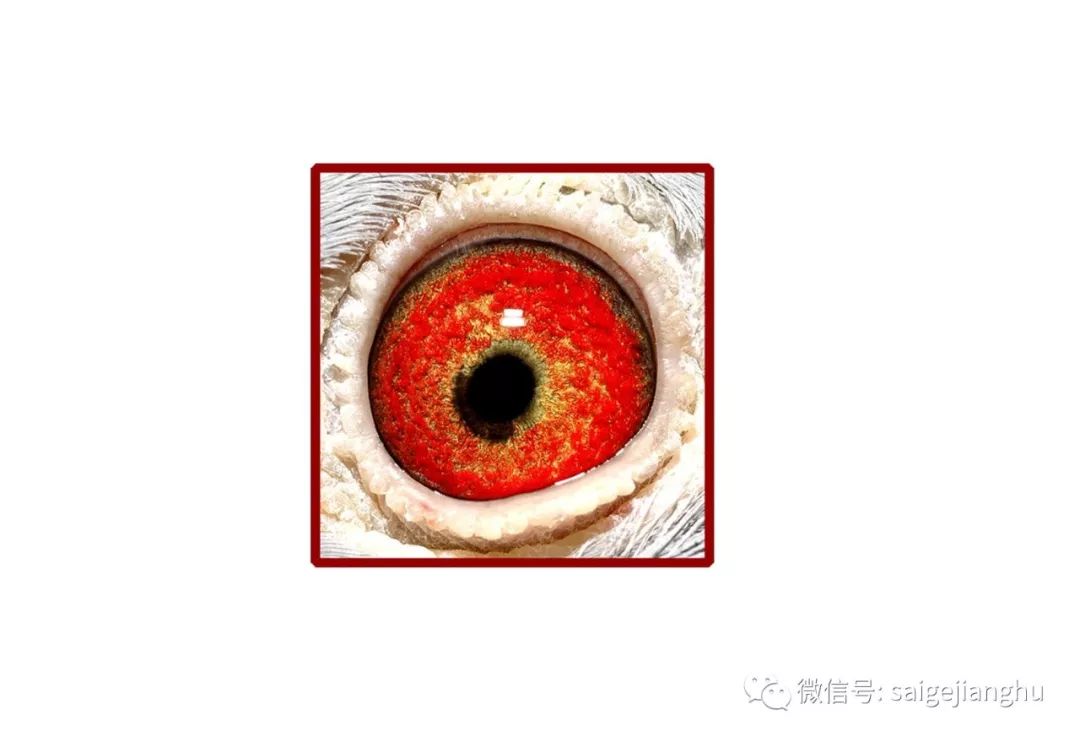 鸽子眼睛构造都是相同的.