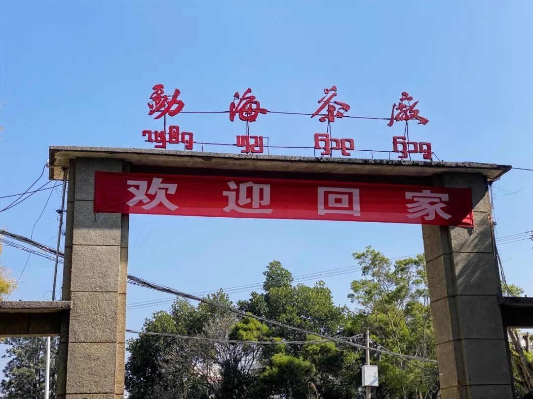 有情有义有大益老茶人回家欢聚勐海茶厂80周年感恩活动开启