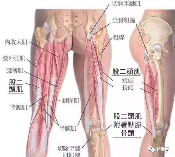 大腿二頭筋腱