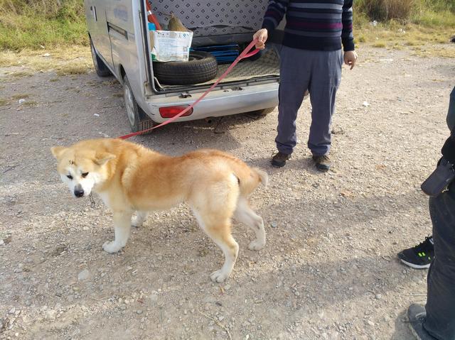 你知道秋田犬吗？虽然和柴犬长得像但是价格相差很大！_手机搜狐网