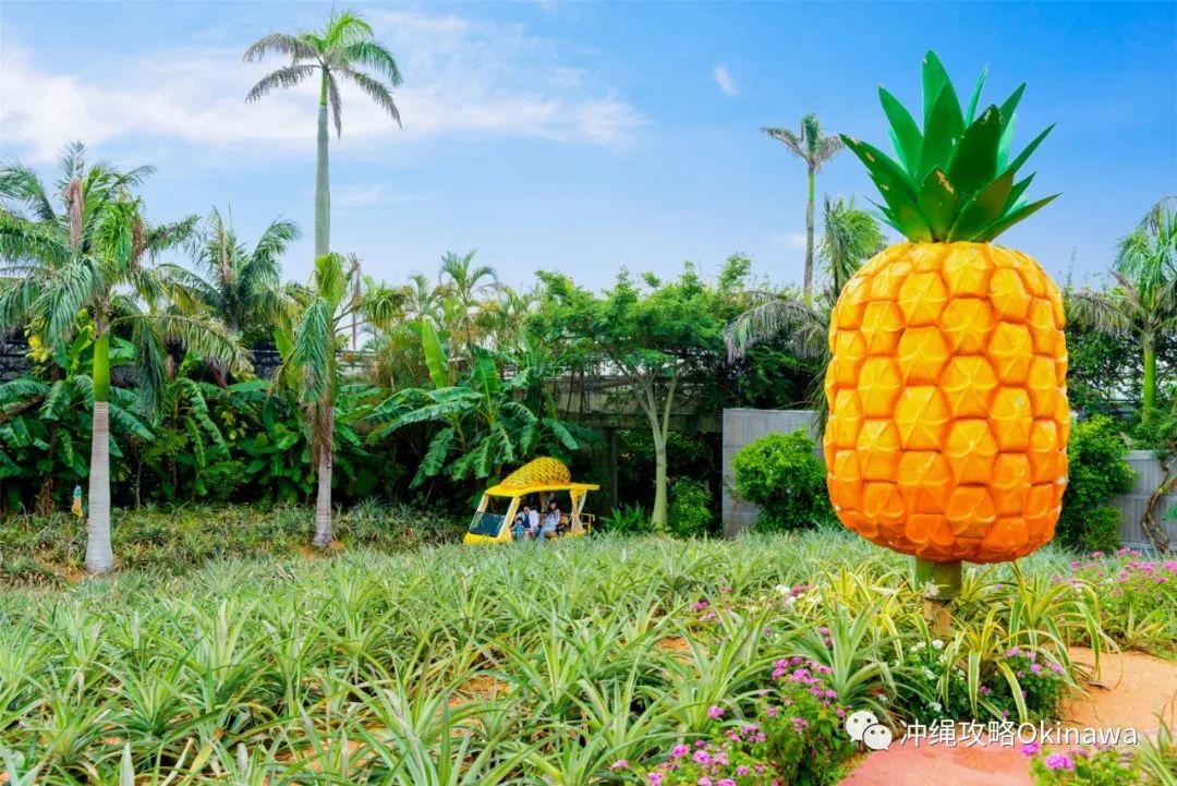 冲绳景点攻略|名护菠萝园