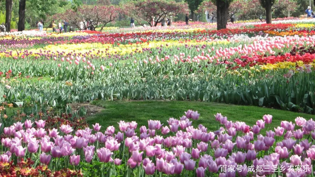 三圣乡农家乐推荐排行榜_三圣乡农家乐-太平洋汽车网