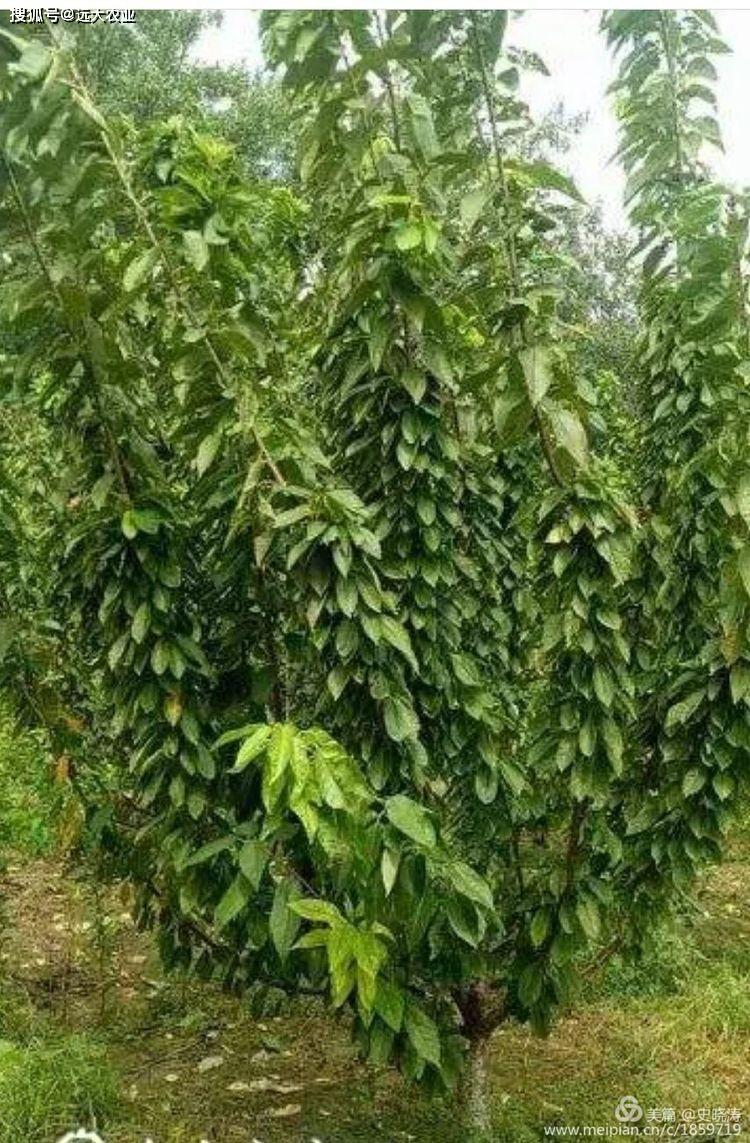 矮化大樱桃kgb的整形过程