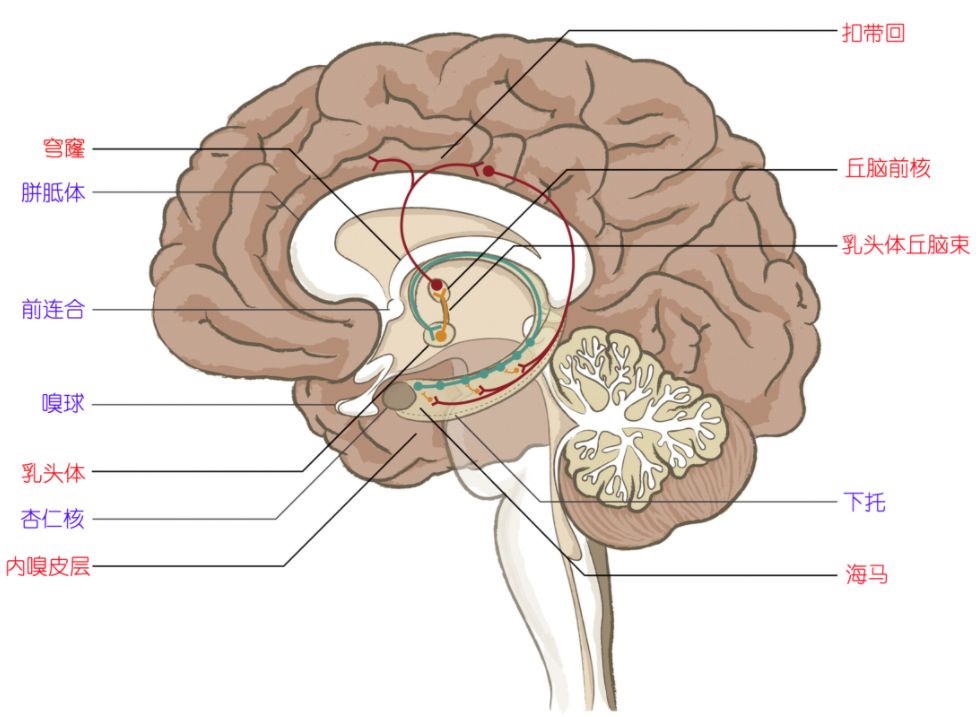 美敦力DBS特刊 | 专访林元相: DBS治疗癫痫价值何在 看好双侧丘脑前核靶点