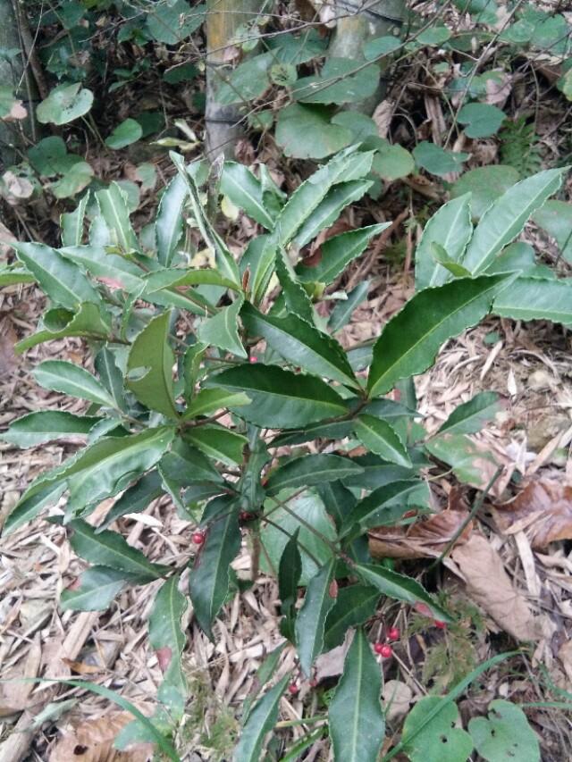 野生中草药――朱砂根