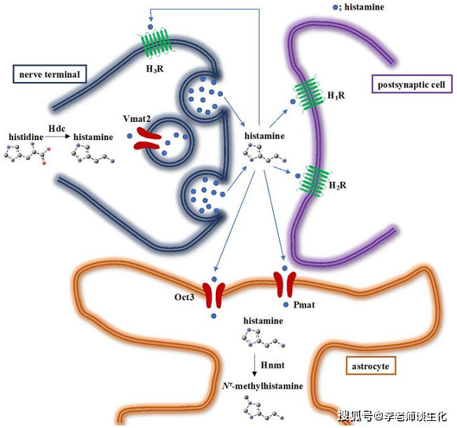 神经系统中的组胺代谢。引自int j mol sci. 2019 feb; 20(3): 737.谷