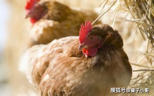 有什么办法不让母鸡孵蛋 51ccb26949ea43af9b4bc94d7373090a.jpeg