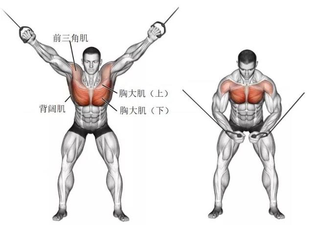 动作要领:调整滑轮高度至最上出,站立在龙门架中间,双手握住绳索保持