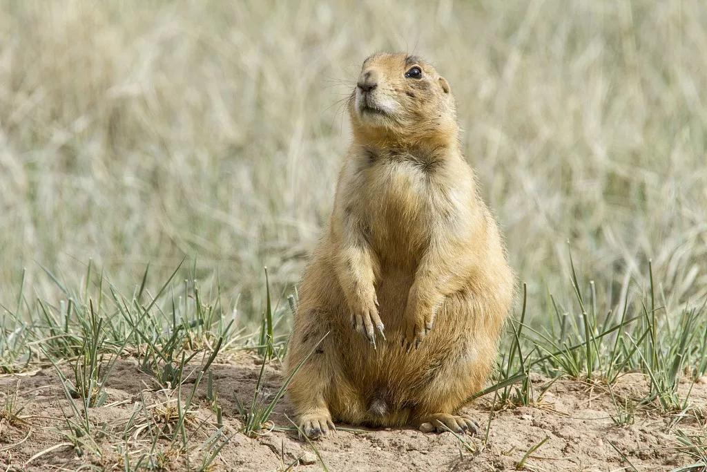 4. gerbil  小沙鼠,现在也是热门宠物呢!