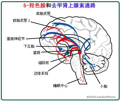 减肥药物推荐_芝麻素减肥药物_药物减肥