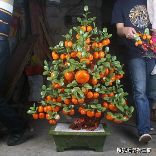 过年适合养盆橘子树，大吉大利好寓意，果子个大又好养 