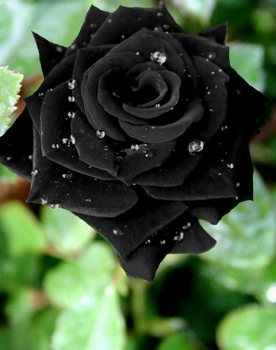 花艺培训|十几种难得一见的黑色系花材