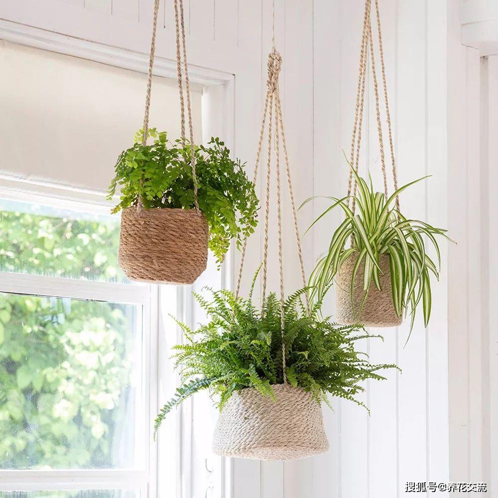 _窗台上的吊盆植物，你是选观叶植物，还是开花植物？