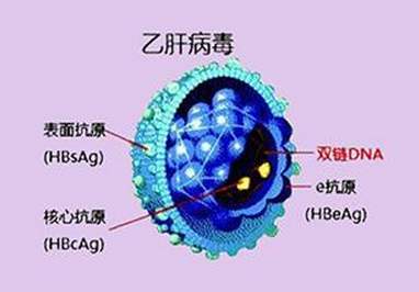 乙肝病毒感染后，掌握抗病毒时机，减少和防止肝功能失代偿|