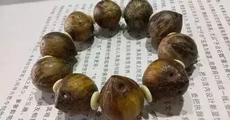 紫金鼠百科：紫金鼠菩提也有假货？千万别买错了！