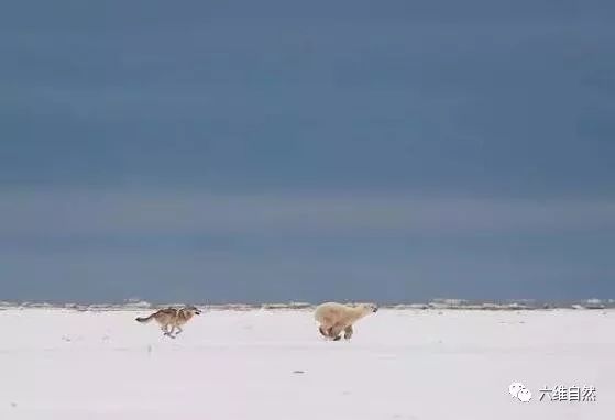 北极熊狼狈一幕狼熊大战竟被独行野狼打得狼狈逃跑