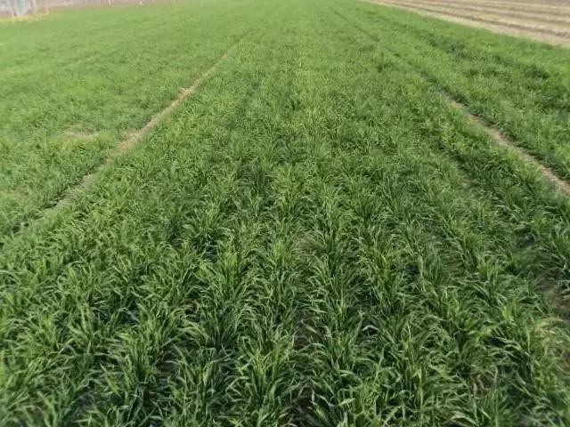 怎么种大麦苗 c8188433371e4963ac0f8a4c7f78a48b.jpeg