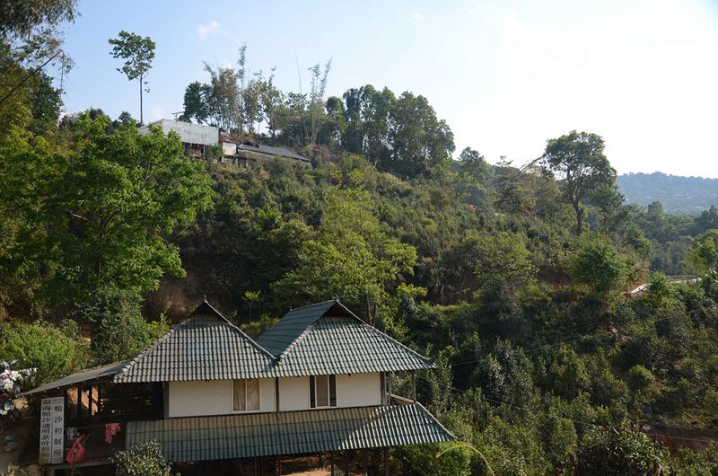 【刀哥说茶】细说普洱山头茶之帕沙五寨