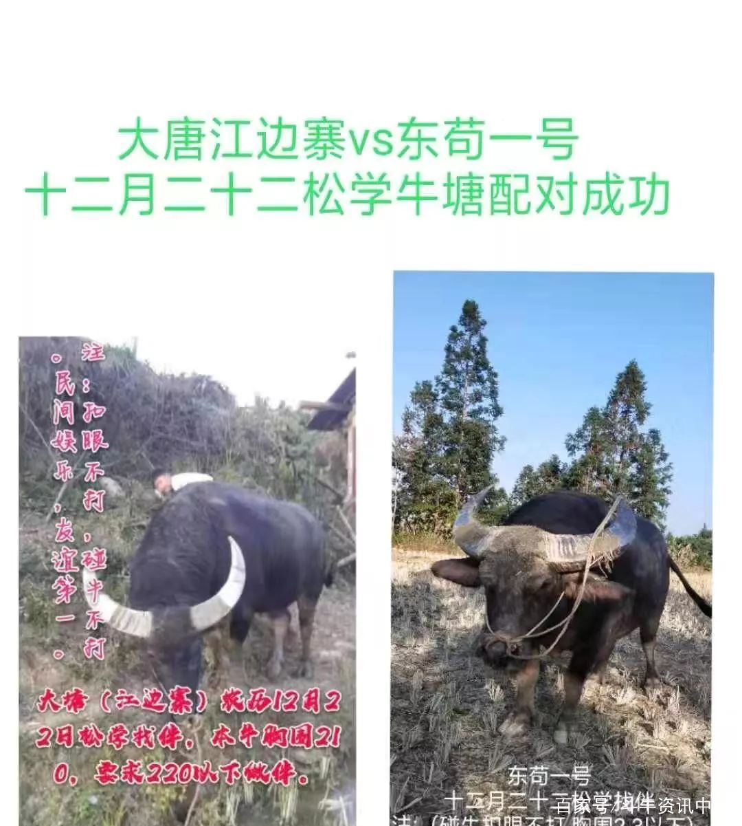 斗牛资讯从江第一神抠托里黔抠王领衔最豪华牛王阵容出战松学牛塘