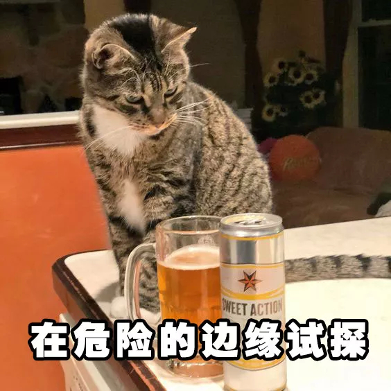 猫猫喝酒表情包