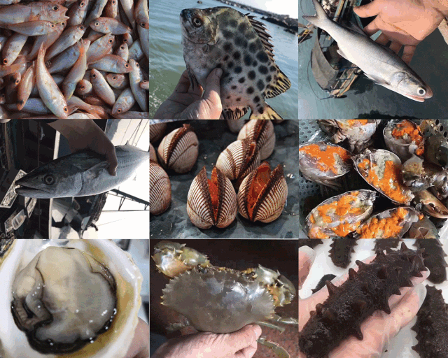 海滩上有种高级海鲜，味道比虾蟹鲜美，但很稀少，要上百元一斤