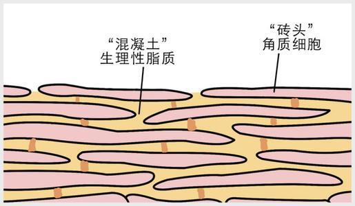 在从皮肤结构来说:皮肤表皮层的结构由外向内分别是:角质层-颗粒层-棘