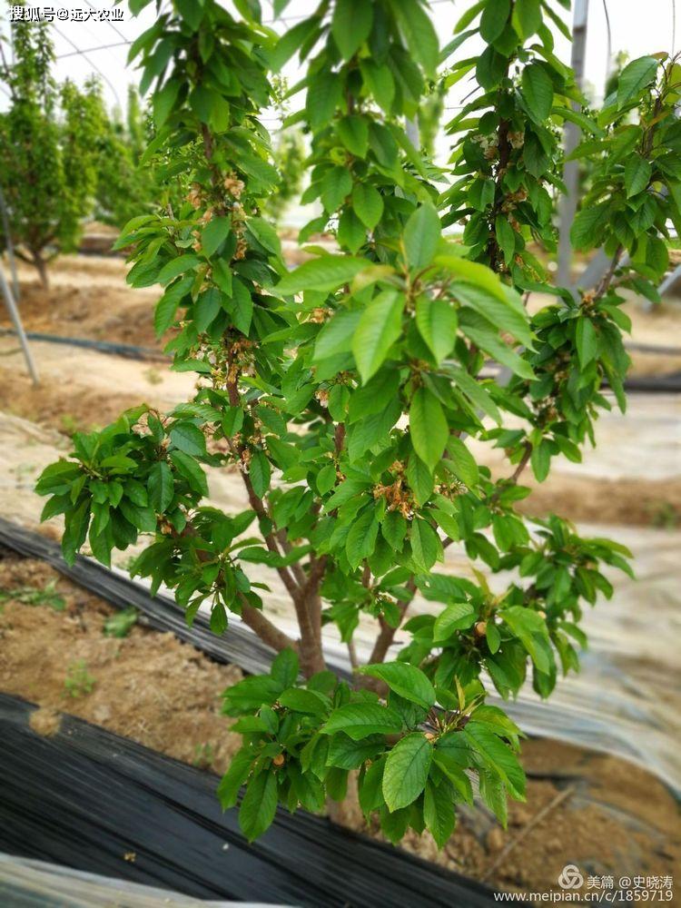 矮化大樱桃kgb的整形过程
